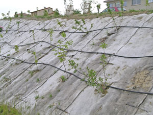 l'arrosage goutte à goutte