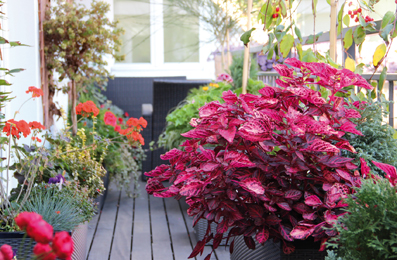      L’habillage végétal de sa terrasse est essentiel. Qu’il s’agisse de haies, de jardinières, de plates-bandes ou de plantes en pots, les essences et variétés permettront de délimiter l’espace et de donner le ton : méditerranéen, rustique ou zen.   