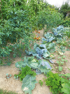 potager choux tomates