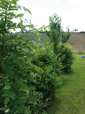 Un aménagement de jardin avec une bordure naturelle d’arbres et d’arbustes de pays pour respecter le paysage 