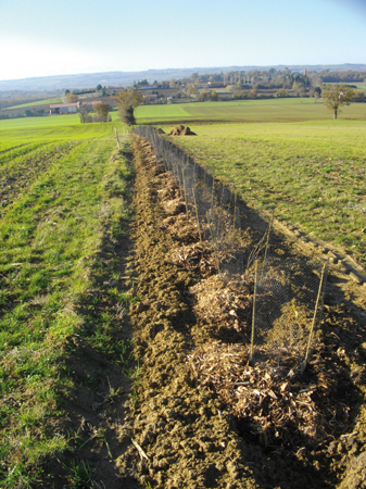 De jeunes plantations champêtres en bord de parcelles agricoles sur la commune de BELBERAUD 