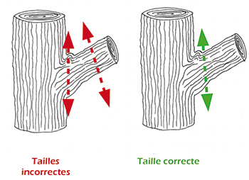 taille des arbres