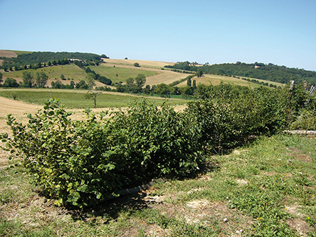 jeune haie champêtre lauragais