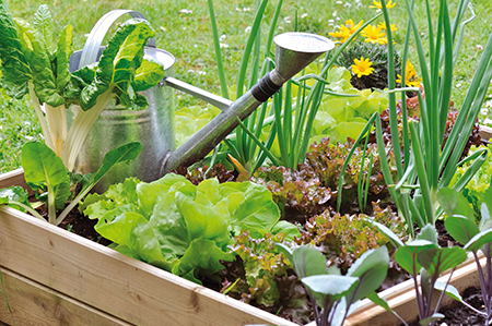 Dans le potager, on se joue également des formes, des odeurs et des couleurs 