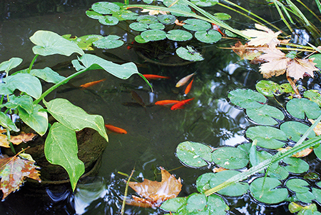 Les mares ou points d'eau servent d'abreuvoir et de vivier de nourriture aux animaux du jardin