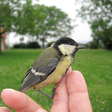 Les oiseaux, très précieux au jardin, devront être nourris de préférence en période de gel et de neige.