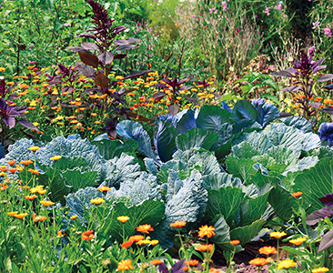 Le potager se prépare bien avant le printemps en créant un jardin accueillant et respectueux de la biodiversité.