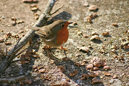 Les oiseaux, très précieux au jardin, devront être nourris de préférence en période de gel et de neige.