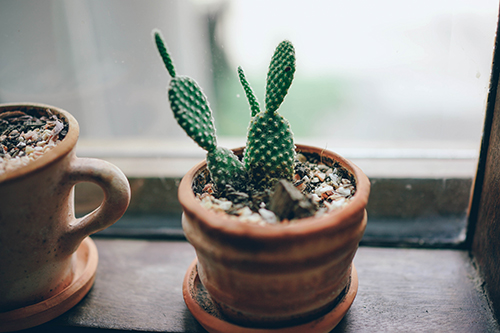 Exotique et facile d’entretien, le cactus est indiscutablement une plante d’intérieur à la mode.