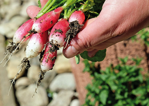 Quelle que soit la surface disponible, tout le monde peut se lancer dans l’aventure du potager.