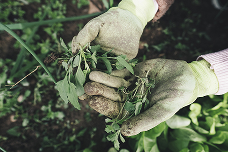 Afin de réaliser un bon compost, il est nécessaire d’écarter certains déchets verts, notamment les mauvaises herbes, porteuses de graines favorisant leur prolifération. 