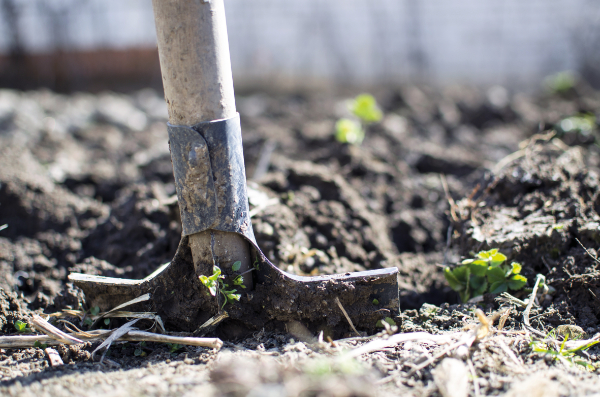 Au potager, la terre sera aérée en profondeur à l'aide d'une bêche et complétée au besoin de sable pour gagner en légèreté avant les plantations.