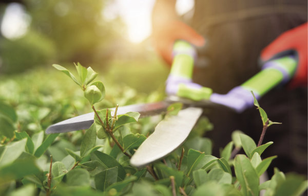 Lorsque l'on taille des haies ou quelques branches sur les arbres, on détient une ressource insoupçonnée ! Il ne faut surtout pas les brûler. Il est préférable de broyer les résidus qui deviendront ainsi une matière à utiliser en paillage ou au compost.
